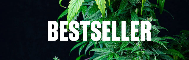 Bestseller