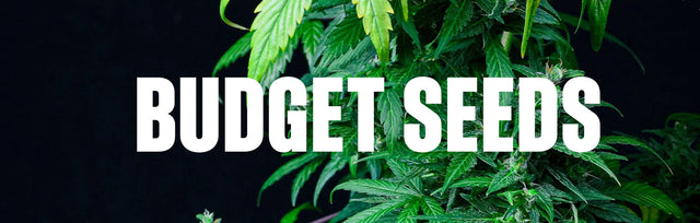 Budget Seeds