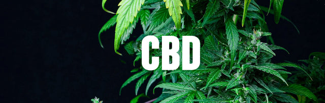 CBD