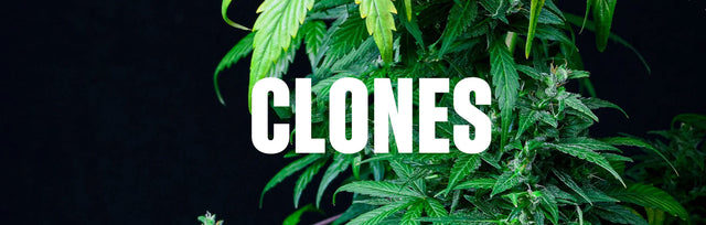 Clones