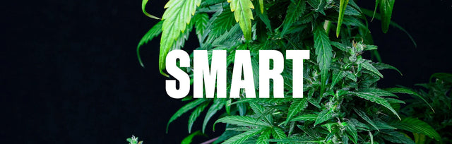 Smart