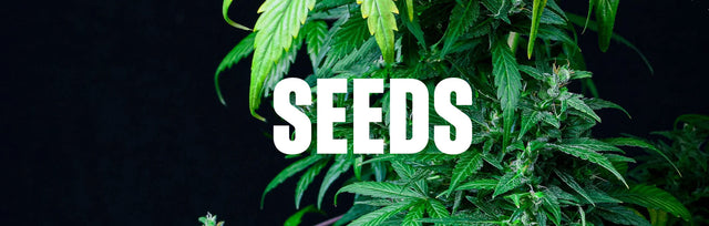 Seeds