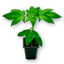 supHerb - Jamaican Landrace - supHerb